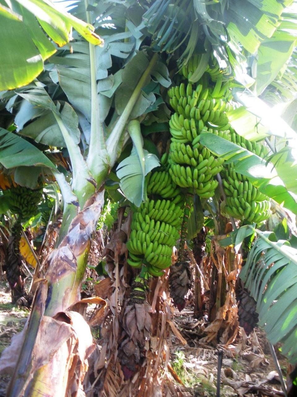 Casa Rural Finca La Maleza Agulo エクステリア 写真